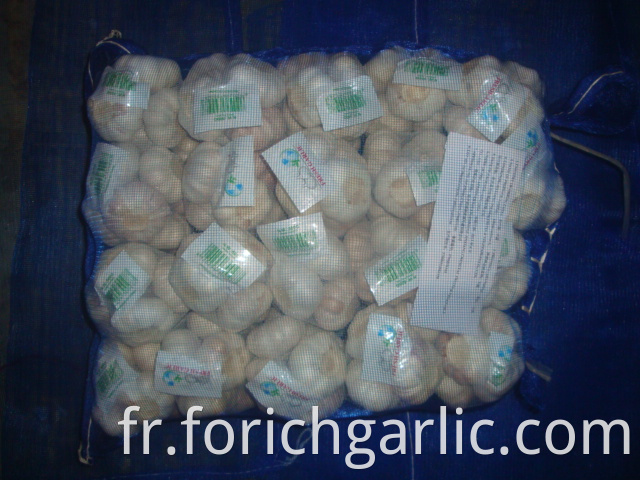 500g Normal White Garlic